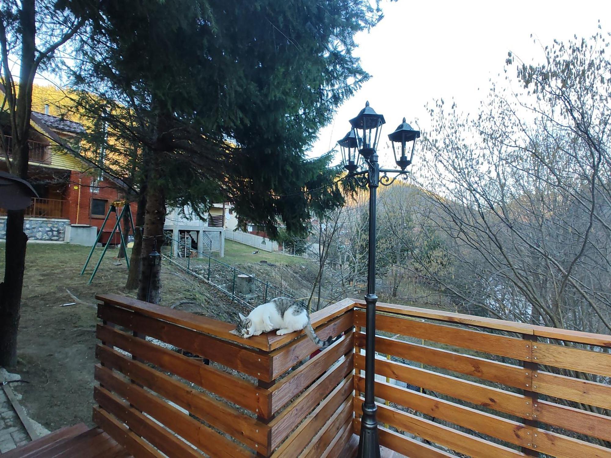 Sezatoarea Lupilor Vila Lepşa Quarto foto